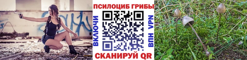 Псилоцибиновые грибы MAGIC MUSHROOMS  цены наркотик  Кемерово 